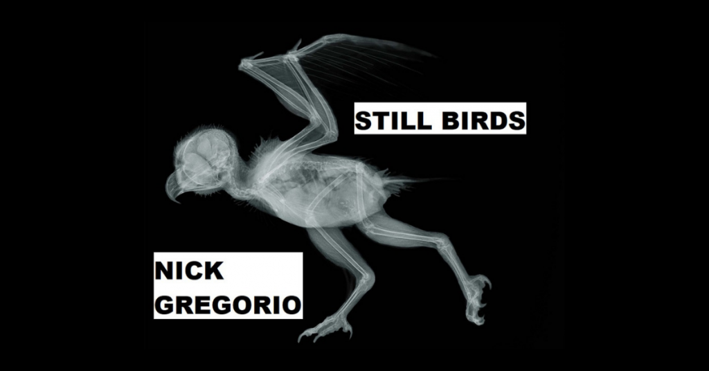 STILL, BIRDS by Nick Gregorio