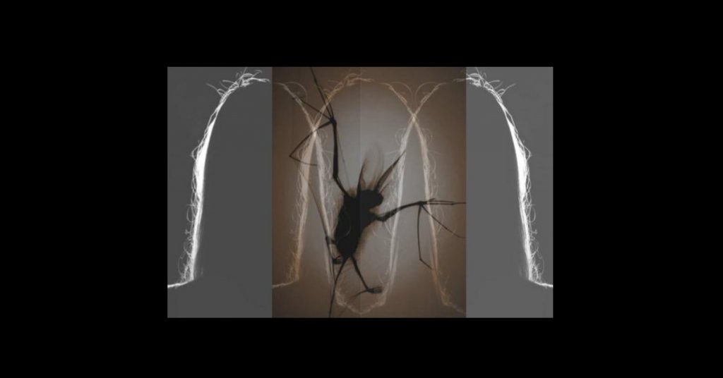 Absurd Creatures: Sea Spiders Won't Bite, But They Do Have Genitals in Their Legs
