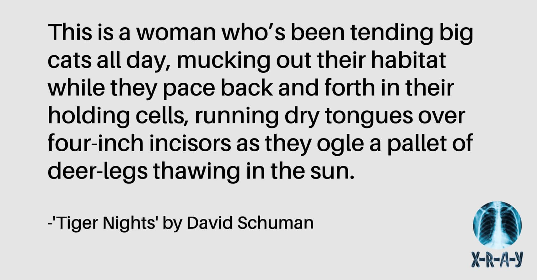TIGER NIGHTS by David Schuman