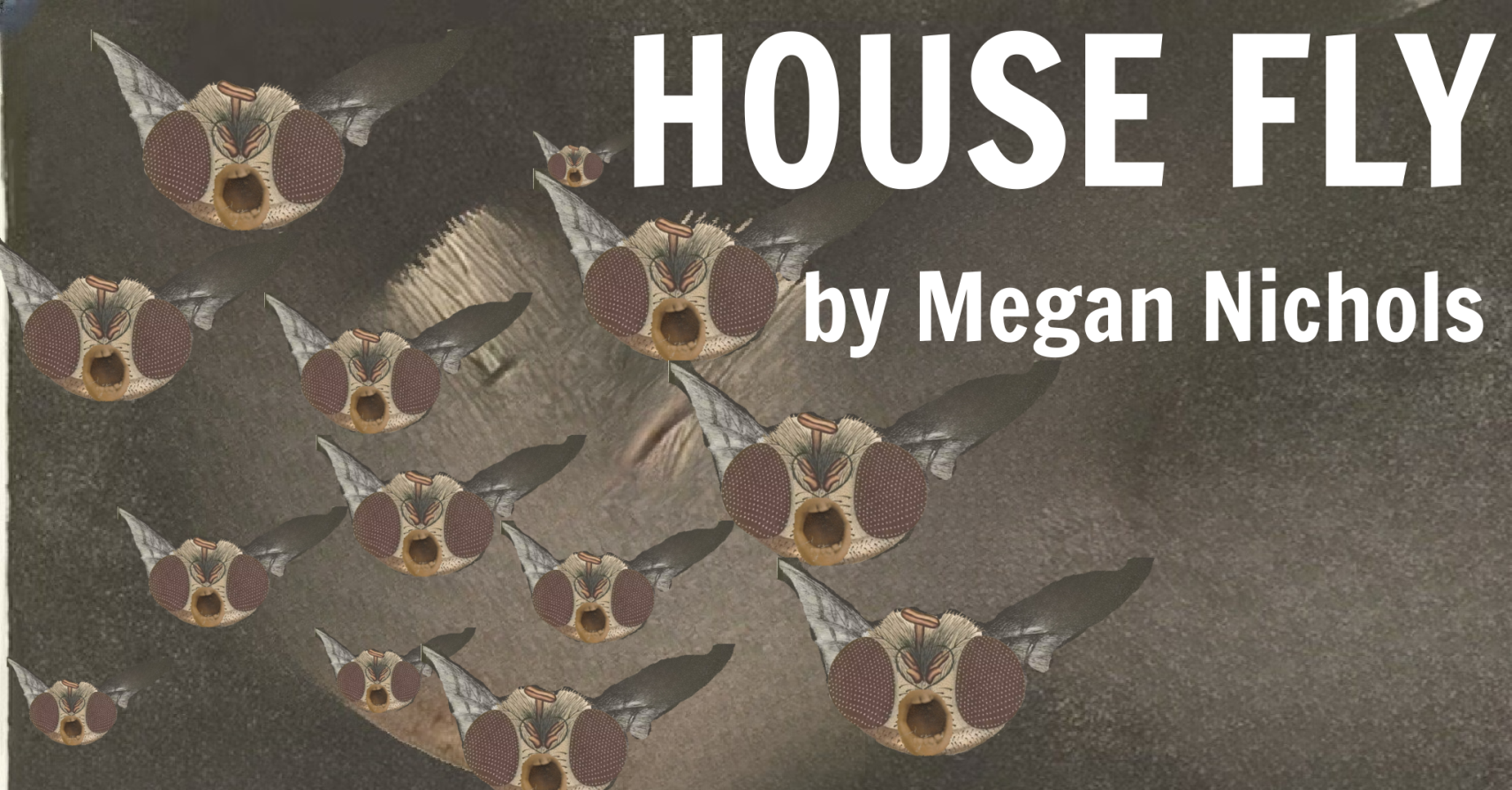 HOUSE FLY by Megan Nichols