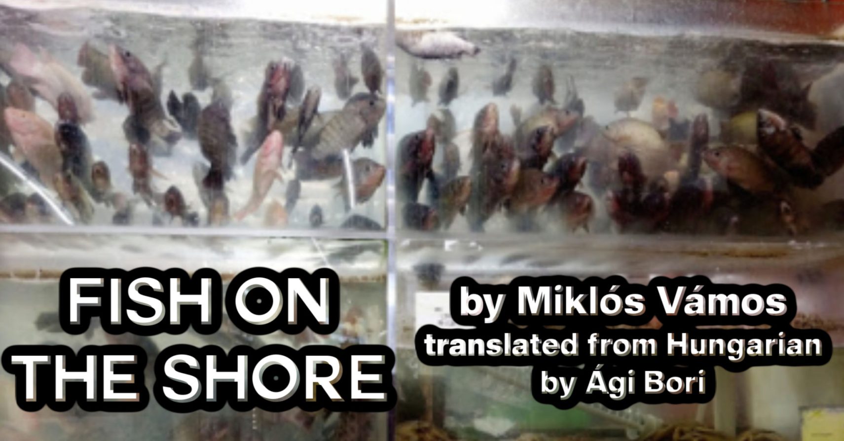FISH ON THE SHORE by Miklós Vámos, translated from Hungarian by Ági Bori